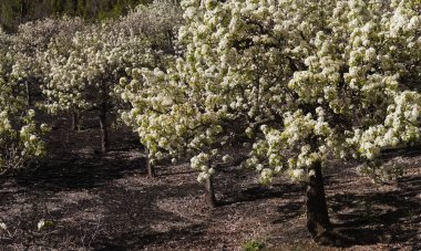 Gran Canaria 'nın Bahçeciliği - Las Cumbres' deki armut ağaçları, Gran Canaria 'nın Zirveleri, Nisan' da