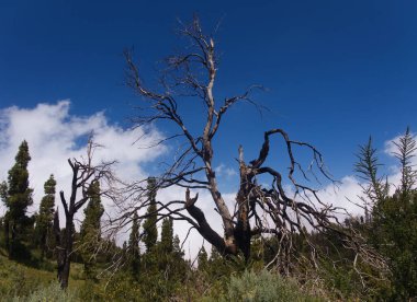 Gran Canaria, adanın orta kısmının manzarası, Las Cumbres, ie The Summits, Cruz de Tejeda 'dan Artenara köyüne rota, orman yangınında yanan ağaç