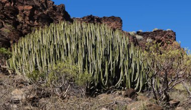 Gran Canaria 'dan Flora - Euphorbia Canariensis, Herkül Kulübü, Büyük Kanarya' nın bitki sembolü, makro fon