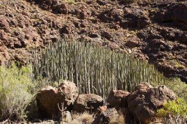 Gran Canaria 'dan Flora - Euphorbia Canariensis, Herkül Kulübü, Büyük Kanarya' nın bitki sembolü, makro fon