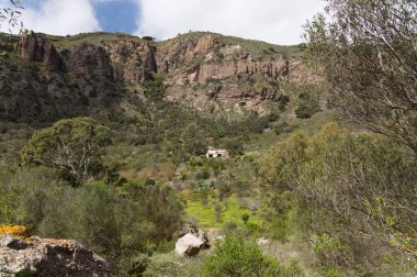 Caldera de Bandama, Büyük Kanarya