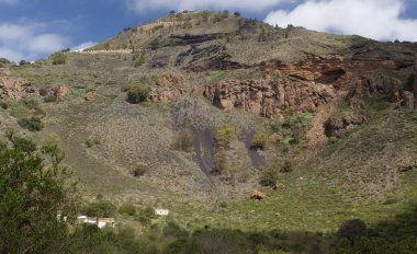 Caldera de Bandama, Büyük Kanarya
