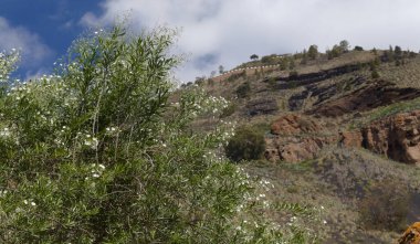 Caldera de Bandama, Büyük Kanarya
