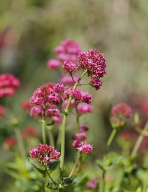 Gran Canaria 'dan Flora - Centranthus ruber, kırmızı kediotu, Kanaryalarda istilacı doğal makro çiçekli arka plan
