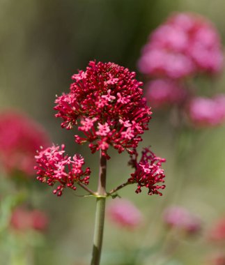 Gran Canaria 'dan Flora - Centranthus ruber, kırmızı kediotu, Kanaryalarda istilacı doğal makro çiçekli arka plan