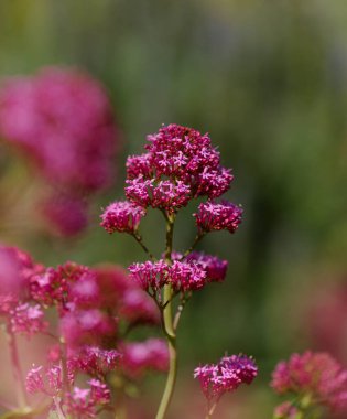 Gran Canaria 'dan Flora - Centranthus ruber, kırmızı kediotu, Kanaryalarda istilacı doğal makro çiçekli arka plan
