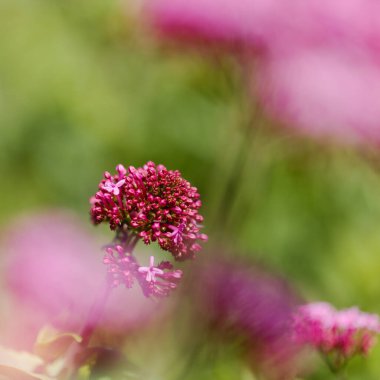 Gran Canaria 'dan Flora - Centranthus ruber, kırmızı kediotu, Kanaryalarda istilacı doğal makro çiçekli arka plan