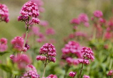 Gran Canaria 'dan Flora - Centranthus ruber, kırmızı kediotu, Kanaryalarda istilacı doğal makro çiçekli arka plan