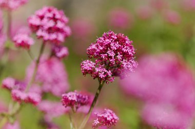 Gran Canaria 'dan Flora - Centranthus ruber, kırmızı kediotu, Kanaryalarda istilacı doğal makro çiçekli arka plan