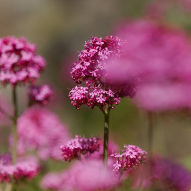 Gran Canaria 'dan Flora - Centranthus ruber, kırmızı kediotu, Kanaryalarda istilacı doğal makro çiçekli arka plan