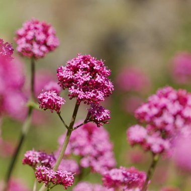 Gran Canaria 'dan Flora - Centranthus ruber, kırmızı kediotu, Kanaryalarda istilacı doğal makro çiçekli arka plan