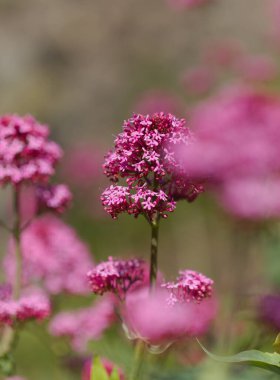 Gran Canaria 'dan Flora - Centranthus ruber, kırmızı kediotu, Kanaryalarda istilacı doğal makro çiçekli arka plan