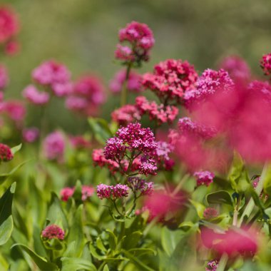 Gran Canaria 'dan Flora - Centranthus ruber, kırmızı kediotu, Kanaryalarda istilacı doğal makro çiçekli arka plan