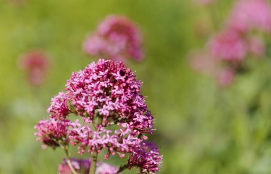 Gran Canaria 'dan Flora - Centranthus ruber, kırmızı kediotu, Kanaryalarda istilacı doğal makro çiçekli arka plan