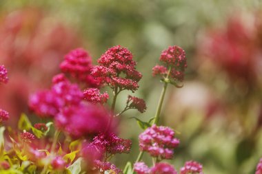 Gran Canaria 'dan Flora - Centranthus ruber, kırmızı kediotu, Kanaryalarda istilacı doğal makro çiçekli arka plan