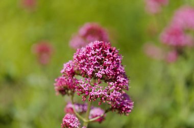 Gran Canaria 'dan Flora - Centranthus ruber, kırmızı kediotu, Kanaryalarda istilacı doğal makro çiçekli arka plan