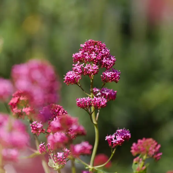 Gran Canaria 'dan Flora - Centranthus ruber, kırmızı kediotu, Kanaryalarda istilacı doğal makro çiçekli arka plan
