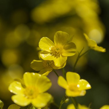 Gran Canaria 'dan Flora - Ranunculus Cortusifolius' un parlak sarı çiçekleri, Kanarya çiçekleri doğal makro çiçekli arka plan