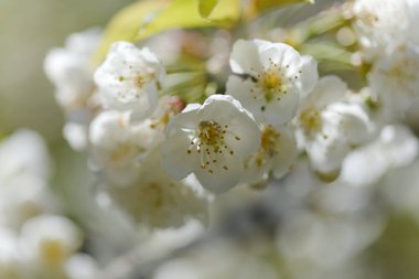 Büyük Kanarya Bahçesi - İlkbaharda çiçek açan meyve ağaçları, doğal makro çiçekli arka plan