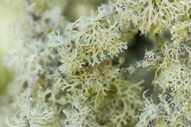 Gran Canaria 'nın biyografisi - oakmoss, Evernia prunastri, küçük ağaç dalları üzerinde