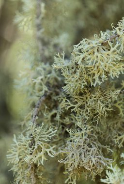 Gran Canaria 'nın biyografisi - oakmoss, Evernia prunastri, küçük ağaç dalları üzerinde
