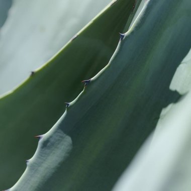 Gran Canaria 'dan Flora - Agave americana, nöbetçi bitkisi, doğal bitki örtüsü ve istilacı türler