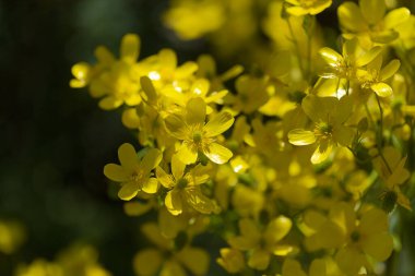 Gran Canaria 'dan Flora - Ranunculus Cortusifolius' un parlak sarı çiçekleri, Kanarya çiçekleri doğal makro çiçekli arka plan