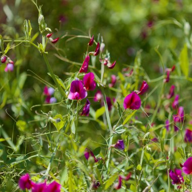 Gran Canaria 'dan Flora - Lathyrus tingitanus, Tangier bezelye doğal makro çiçekli arka plan