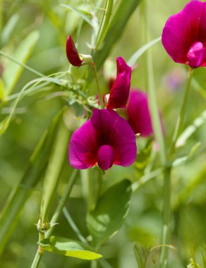 Gran Canaria 'dan Flora - Lathyrus tingitanus, Tangier bezelye doğal makro çiçekli arka plan