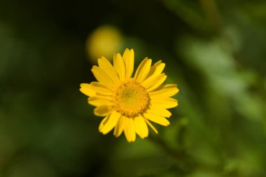 Gran Canaria 'dan Flora - Coleostephus myconis, siyah üzerine izole edilmiş mısır kadife çiçeği