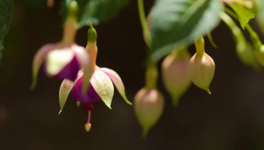 Pembe çiçekli Fuchsia doğal makro çiçekli arka plan.