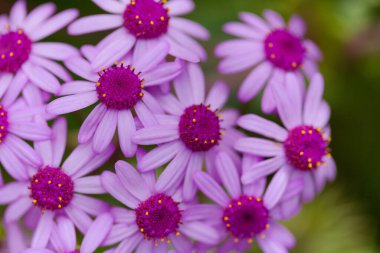 Gran Canaria 'dan Flora - Pericallis' in mor çiçekleri, adaya özgü, doğal makro çiçekli arka plan