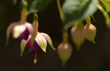 Pembe çiçekli Fuchsia doğal makro çiçekli arka plan.