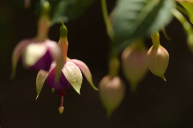 Pembe çiçekli Fuchsia doğal makro çiçekli arka plan.