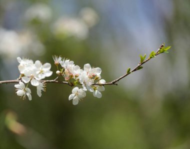 Büyük Kanarya Bahçesi - İlkbaharda çiçek açan meyve ağaçları, doğal makro çiçekli arka plan