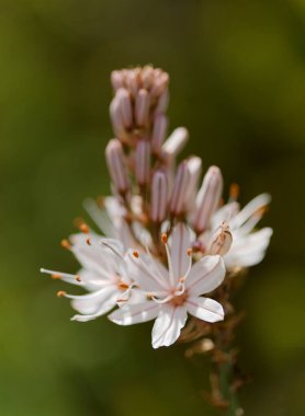 Gran Canaria 'dan Flora - Asphodelus ramosus, dallanmış asphodel, çiçekli arka plan