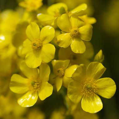 Gran Canaria 'dan Flora - Ranunculus Cortusifolius' un parlak sarı çiçekleri, Kanarya çiçekleri doğal makro çiçekli arka plan