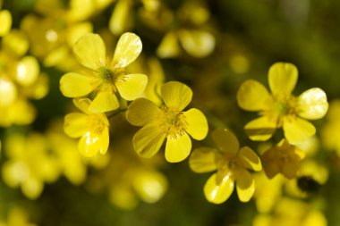 Gran Canaria 'dan Flora - Ranunculus Cortusifolius' un parlak sarı çiçekleri, Kanarya çiçekleri doğal makro çiçekli arka plan
