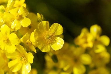 Gran Canaria 'dan Flora - Ranunculus Cortusifolius' un parlak sarı çiçekleri, Kanarya çiçekleri doğal makro çiçekli arka plan