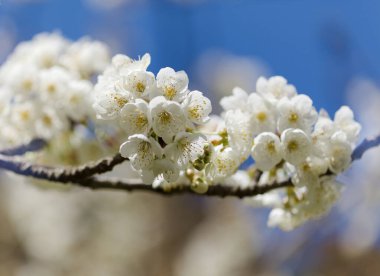 Büyük Kanarya Bahçesi - İlkbaharda çiçek açan meyve ağaçları, doğal makro çiçekli arka plan
