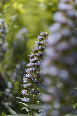 Gran Canaria 'dan Flora - Echium callithyrsum, Tenteniguada' nın mavi buglosu, adaya özgü, doğal makro çiçekli arka plan