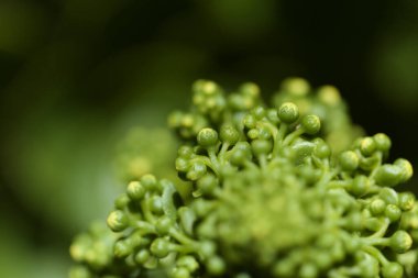 Gran Canaria 'dan Flora - Aeonium arboreum, Kanarya adalarına özgü sulu bitki, doğal makro çiçekli arka plan