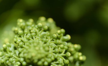 Gran Canaria 'dan Flora - Aeonium arboreum, Kanarya adalarına özgü sulu bitki, doğal makro çiçekli arka plan