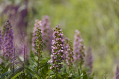 Gran Canaria 'dan Flora - Echium callithyrsum, Tenteniguada' nın mavi buglosu, adaya özgü, doğal makro çiçekli arka plan