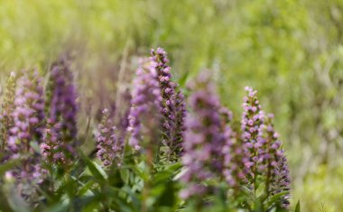 Gran Canaria 'dan Flora - Echium callithyrsum, Tenteniguada' nın mavi buglosu, adaya özgü, doğal makro çiçekli arka plan