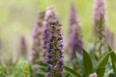 Gran Canaria 'dan Flora - Echium callithyrsum, Tenteniguada' nın mavi buglosu, adaya özgü, doğal makro çiçekli arka plan