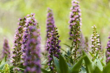 Gran Canaria 'dan Flora - Echium callithyrsum, Tenteniguada' nın mavi buglosu, adaya özgü, doğal makro çiçekli arka plan