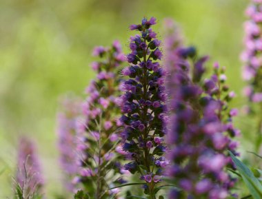 Gran Canaria 'dan Flora - Echium callithyrsum, Tenteniguada' nın mavi buglosu, adaya özgü, doğal makro çiçekli arka plan