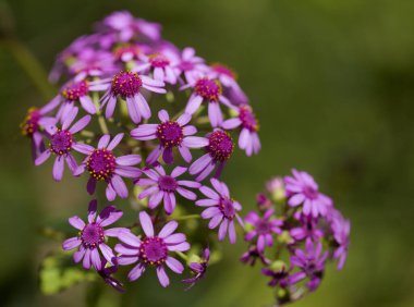 Gran Canaria 'dan Flora - Pericallis' in mor çiçekleri, adaya özgü, doğal makro çiçekli arka plan