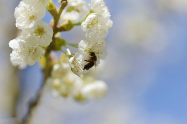 Büyük Kanarya Bahçesi - İlkbaharda çiçek açan meyve ağaçları, doğal makro çiçekli arka plan
